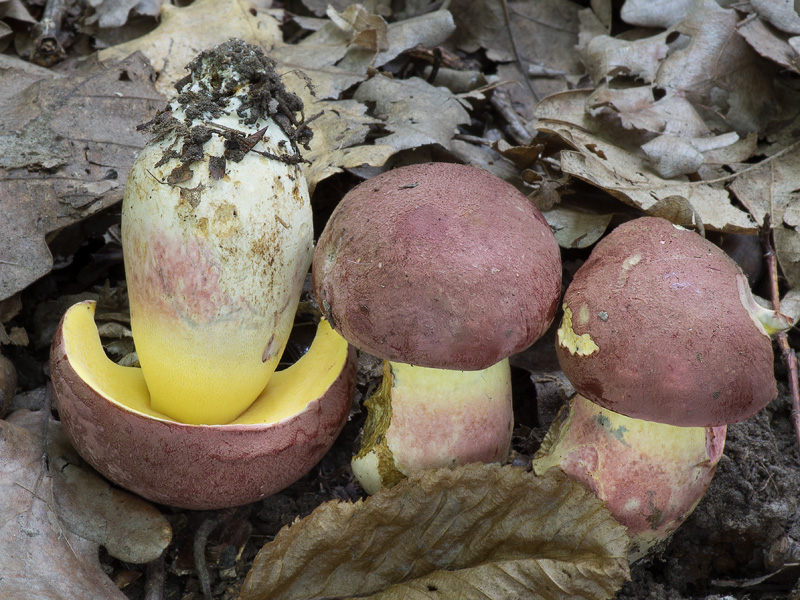 Boletus fuscoroseus